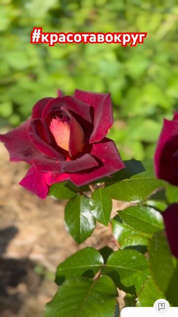 2 августа 2024, ещё есть время насладиться красотой! Ведь смотреть онлайн