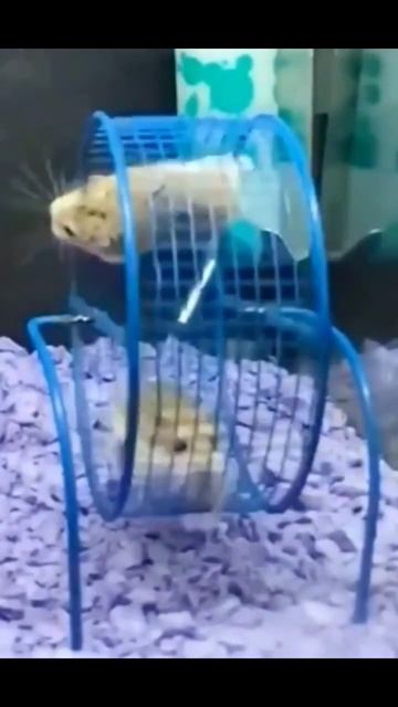 Степан Усач и хомячки))) смотреть онлайн