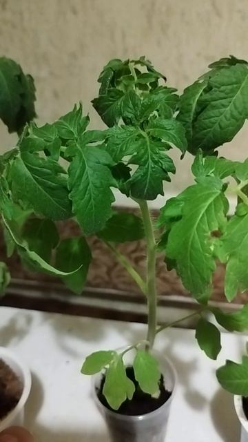 Почему листья на верхушке томатов закручиваются вовн? смотреть онлайн