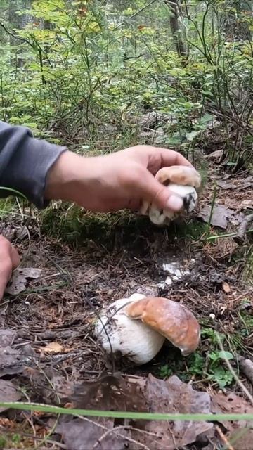 Шикарные еловые белые грибы в осеннем лесу #shorts #mushrooms # смотреть онлайн