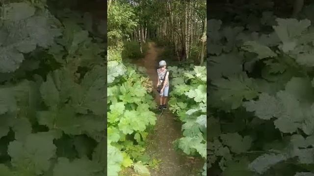 как страшно!!! Борщевик!🫣🫣🫣 смотреть онлайн