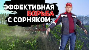 Эффективная борьба с сорняками: работа штригельной бороны с S-образными стойками