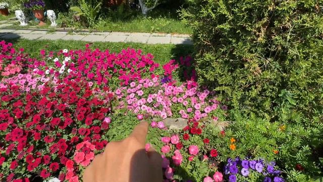 Мои петунии 9.07.2024г. смотреть онлайн