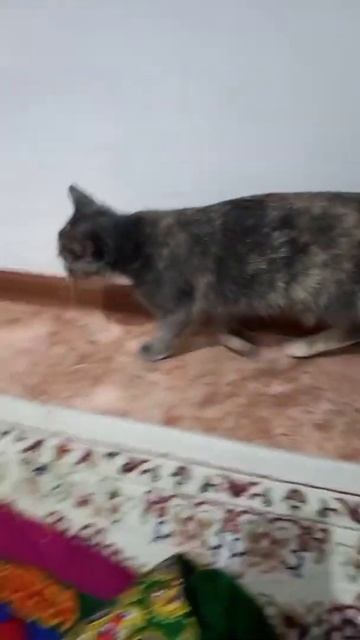 Смешные видео - КОШКИ Смешные коты приколы с котами кошки 2022 Funny Cats 2022 #коты #кошки #смешны смотреть онлайн
