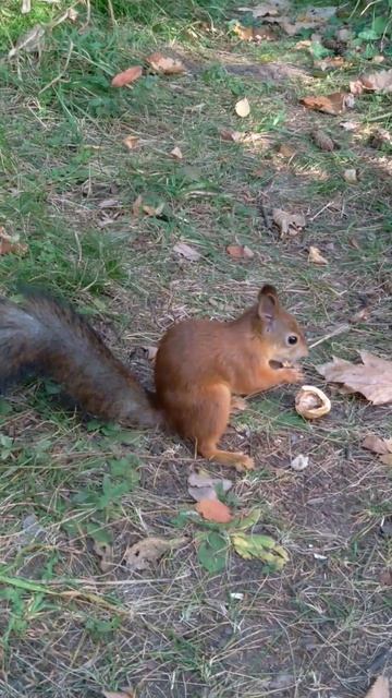 Прибежала проголодавшаяся Белочка и села есть орешек смотреть онлайн