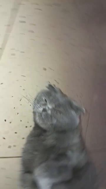 (ЕЛЯ) смотреть онлайн