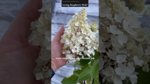 Гортензия «Распберри Пинк»/ Living «Raspberry Pink®»