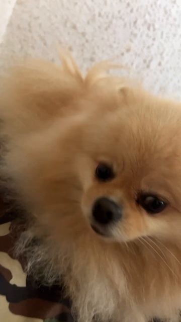 Кукурузу есть не можно #acmr #9мая #луч #мама #папа #друзья смотреть онлайн