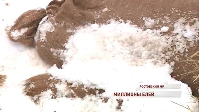 В лесах региона станет на несколько миллионов елей бо? смотреть онлайн