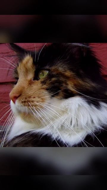 Кошачьи рекорды Гиннесса: 7 удивительных достижений, з смотреть онлайн