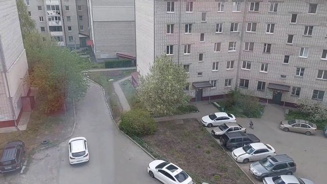 Обзор рассады. Как избавилась от земляного комарика. К смотреть онлайн