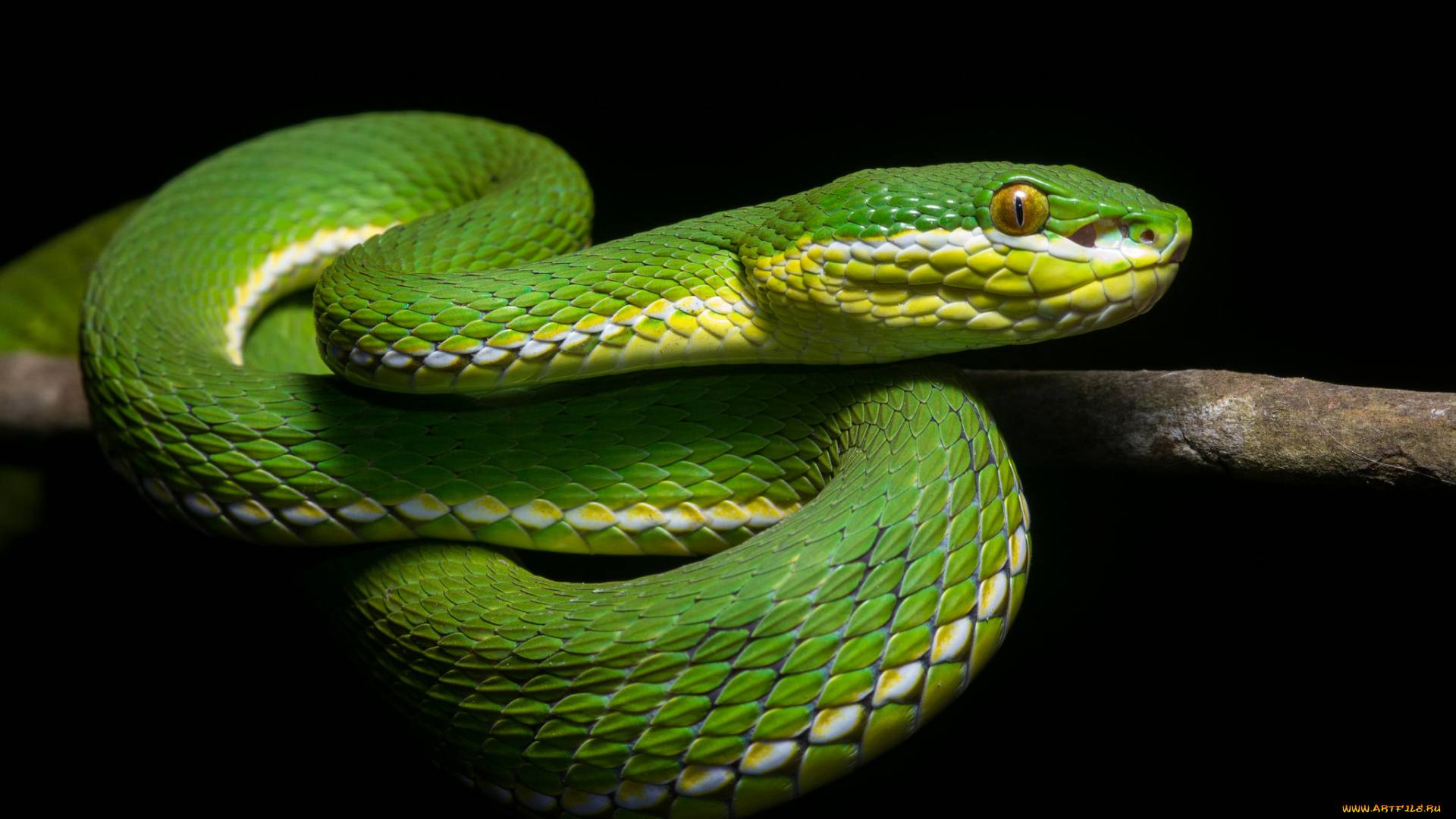 Жизнь животных: Змеи смотреть онлайн