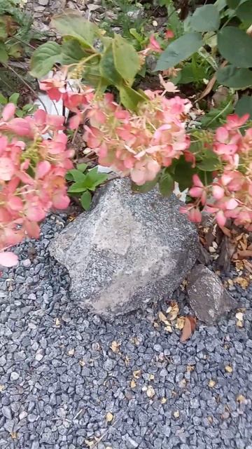 #квіти #гортензія #деймонд руж смотреть онлайн