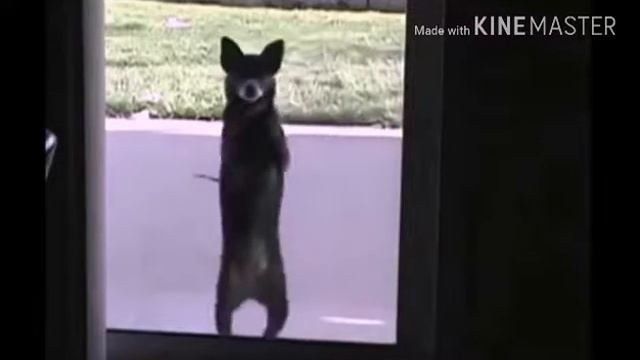 СОБАКА ТАНЦУЕТ))) смотреть онлайн