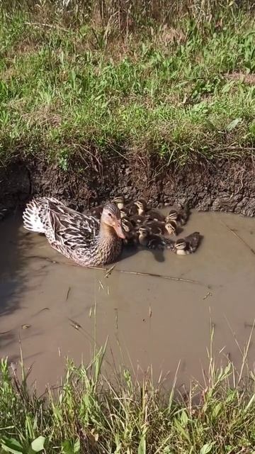 Откуда селезни в моём пруду?