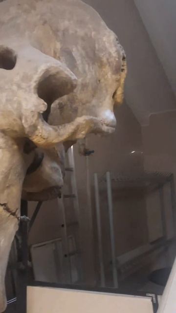 Музей в Ростове на дону смотреть онлайн