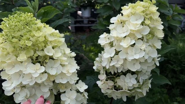 НОВИНКА!!! Гортензия метельчатая Little Blossom (Литл Блоссом смотреть онлайн