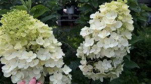 НОВИНКА!!! Гортензия метельчатая Little Blossom (Литл Блоссом