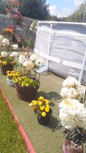 Гортензия а кашпо! 1 июля 2024г. смотреть онлайн