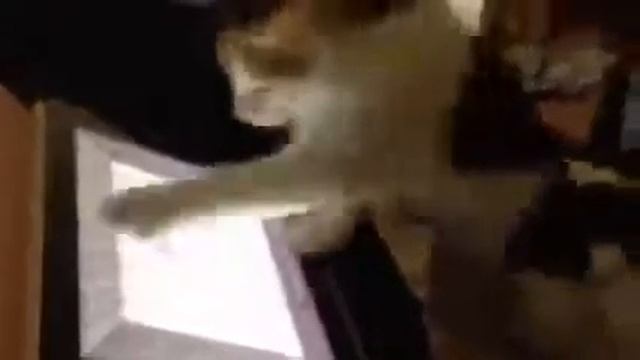 Кошка ловит мышку на айпаде iPad 2 Юмор! Прикол! Смех смотреть онлайн