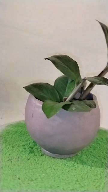 Кашпо для суккулентов и просто забавная рожица))) #gnomes # смотреть онлайн