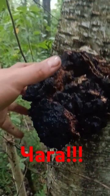 чага на березе. смотреть онлайн