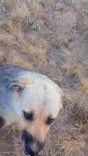 19.30 Есть давай 🐕🐕🐕🐕🤣 смотреть онлайн