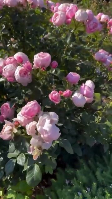 #8 Марта!Милые женщины с праздником!!! смотреть онлайн