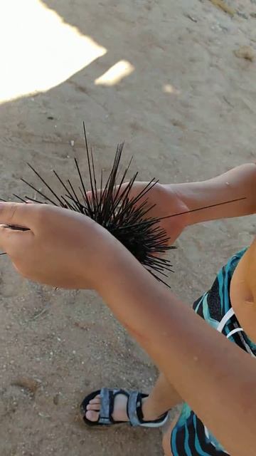 я поймал большого морского ежа чтобы съесть его. смотреть онлайн