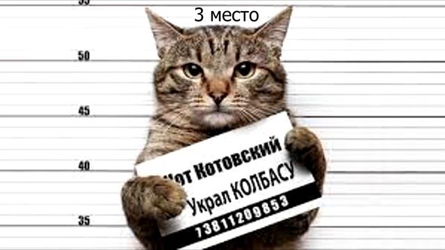 топ 5 приколов с котами смотреть онлайн