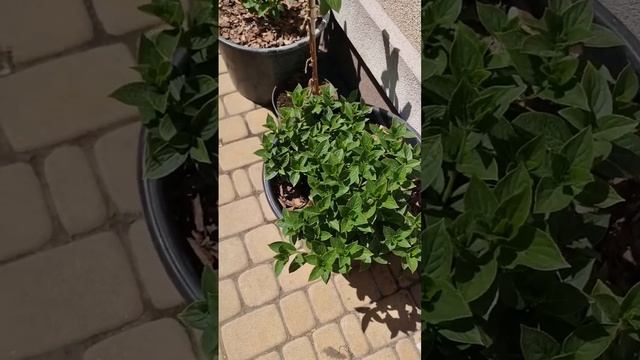 Cпробувала Розкласти Гілки Широколисної Гортензії Forev