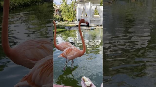 Доминикана 2022