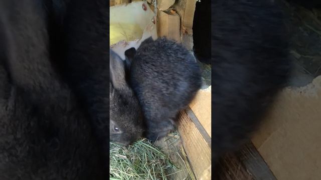 крольчата кушают