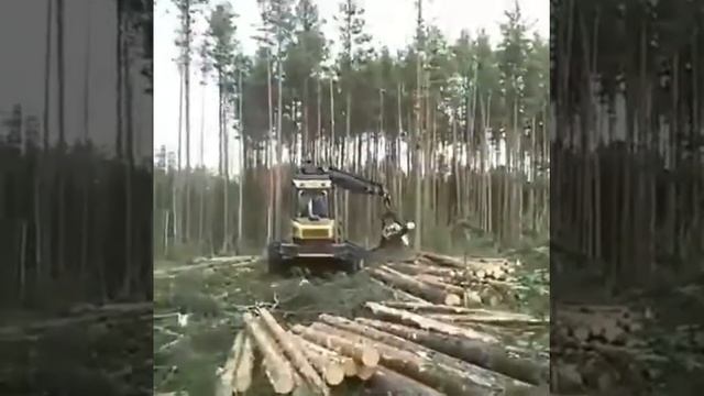 СЛК. Заготовка леса. Экспорт. Харвестер. смотреть онлайн
