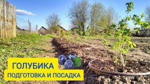 ГОЛУБИКА НА УРАЛЕ, ЖДЁМ УРОЖАЙ / Деревенька на Урале / Выпуск 53