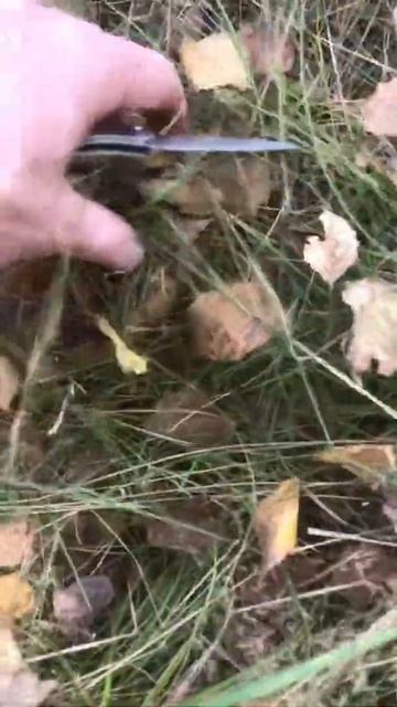 Грибы как они есть | лесная прогулка | время собрать гр? смотреть онлайн