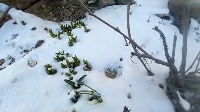 Коротко о погоде в моём городе, собака... смотреть онлайн