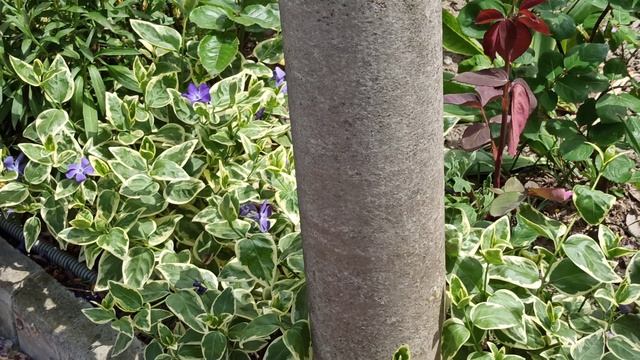 Глициния. Мы снова в гостях у Т. И. смотреть онлайн