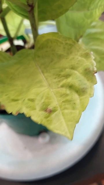 Гортензия Бесконечное лето ч.3