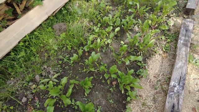 Приехал трактор, делаем ландшафтный дизайн перед домом. Жтзнь в деревне после переезда. смотреть онлайн