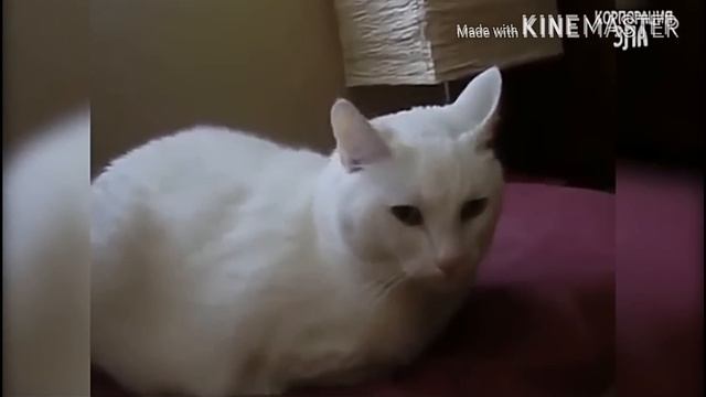Приколы с котами #4 (без озвучки) смотреть онлайн
