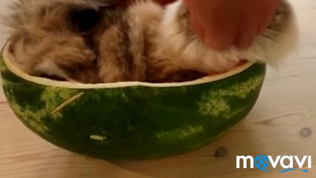 Кот и арбуз, умный багажник + смешные фото