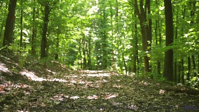 Природа звучит как никогда честно под этот саунд - Cornershop -- Podington Bear -- Homage Fromage (B