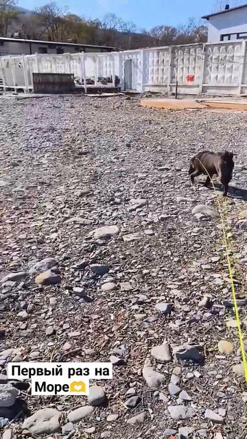 Первый раз #море#шарпей#прогулка#галька смотреть онлайн