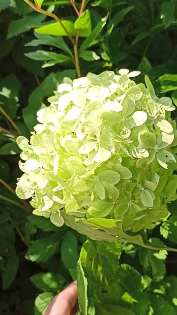 гортензия литл пассион