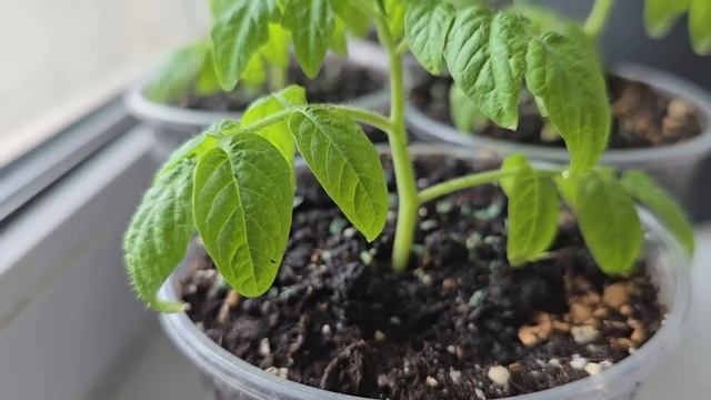 ЭТОТ ЛАЙФХАК — БОМБА! Рассада ТОЛСТЕЕТ за ночь, корни РВУТ горшки! Секрет против пожелтения смотреть онлайн