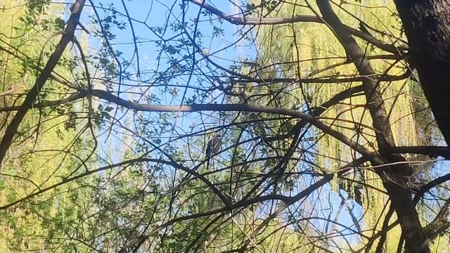 Удивительное 🐦 пернатое - #сойка в 🌳 лесу. Дикие #птиц смотреть онлайн