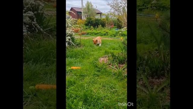 Чудесный мальчуган Вельш Корги Пемброк