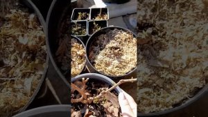 Гортензия метельчатая плачет. Что делать? #гортензиим?