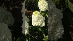 Метельчатая гортензия Саммер Лав. 19.07.2024г.